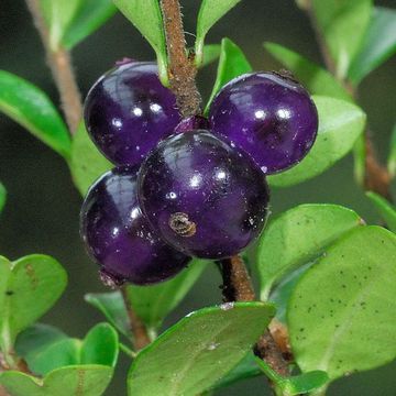 Lonicera nitida