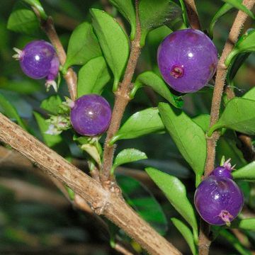 Lonicera pileata