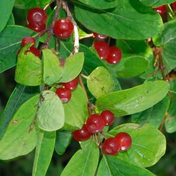 Lonicera tatarica