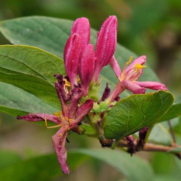 Tatarian Honeysuckle "Arnold Red"