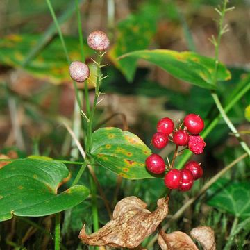 Maianthemum bifolium