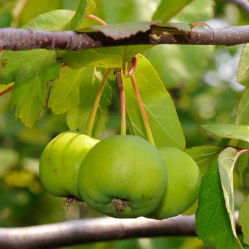 Sweet Crabapple