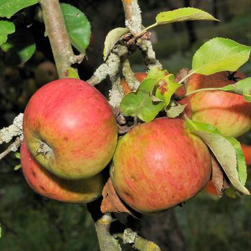 Malus domestica "Carola"