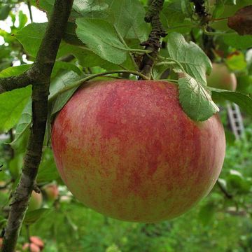 Malus domestica "Großer Alexander"