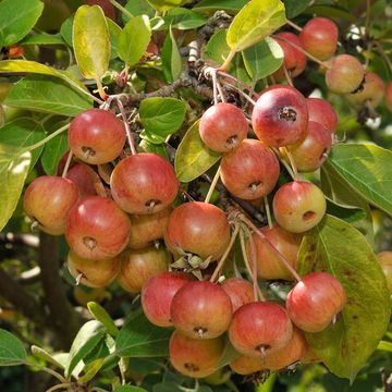 Flowering Crabapple "Evereste"