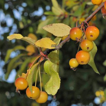 Japanese Flowering Crabapple