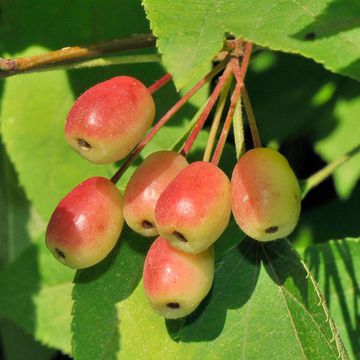 Kansu Crabapple