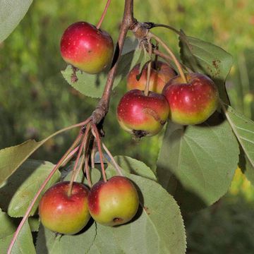 Malus mandshurica