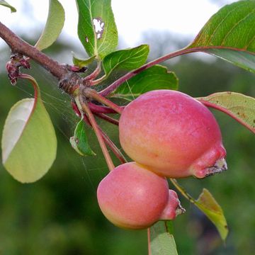 Malus × micromalus