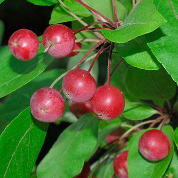 Moerland`s Crabapple