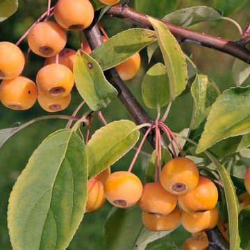 Pallas Beeren-Apfel