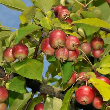 Malus prunifolia