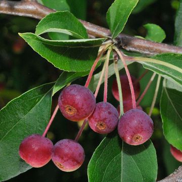 Malus sachalinensis