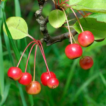 Sargent`s Crabapple