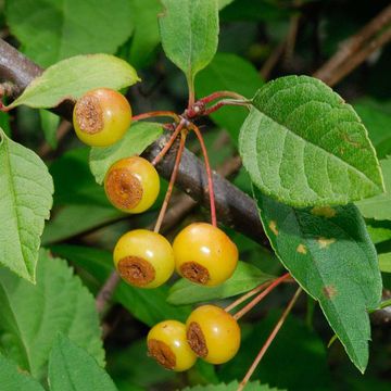 Siebold`s Crabapple