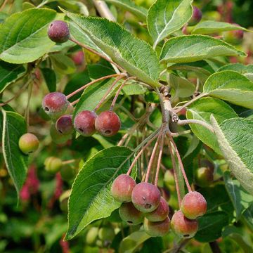 Sikkim-Apfel