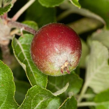 Wild Apple (European)