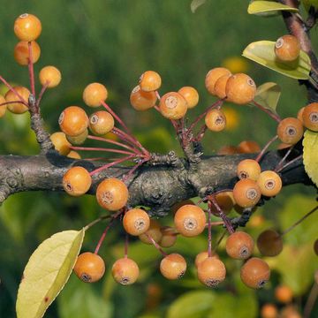 Japanese Crabapple