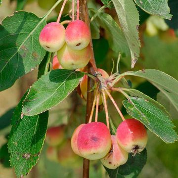 Malus toringoides