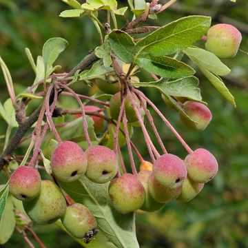 Weißdorn-Apfel