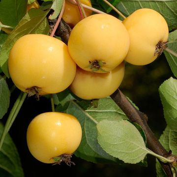 Malus × zumi "Golden Hornet"