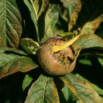 Medlar (Common)