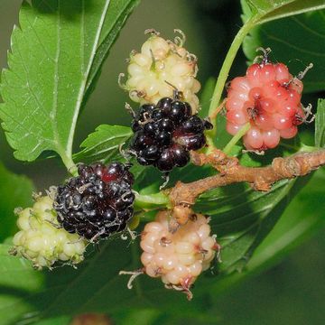 Common Mulberry