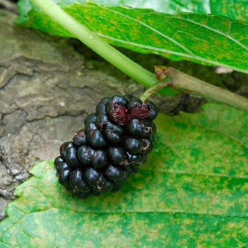 Remarkable Mulberry