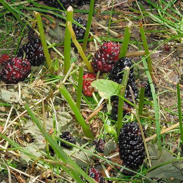 Red Mulberry