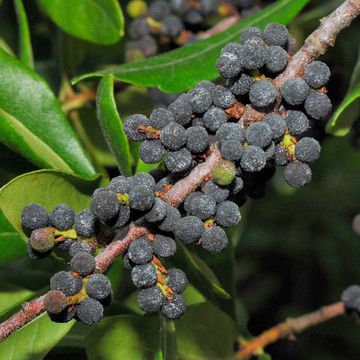 Myrica cerifera