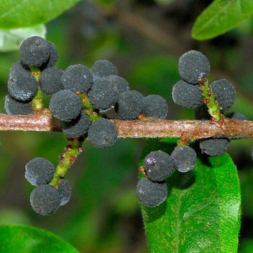 Myrica pensylvanica