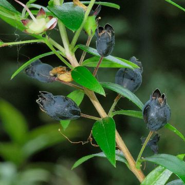 Myrtus communis