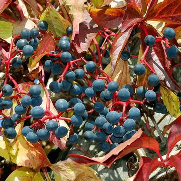 Parthenocissus quinquefolia