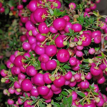 Pernettya mucronata "Purpurea"