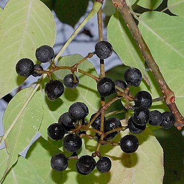 Phellodendron amurense