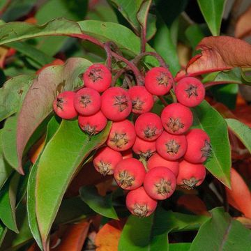 Chinese Photinia