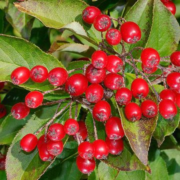 Photinia villosa