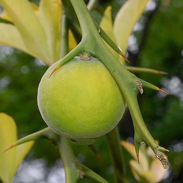 Poncirus trifoliata