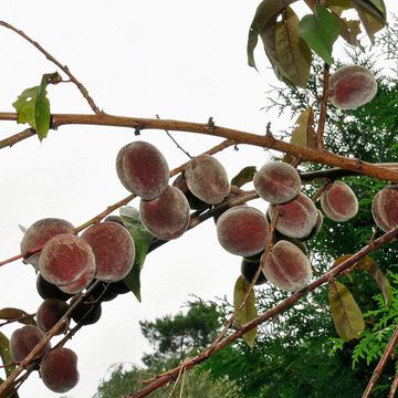 Prunus × amygdalo-persica