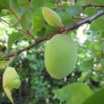 Prunus armeniaca