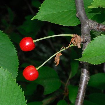 Prunus avium ssp. avium