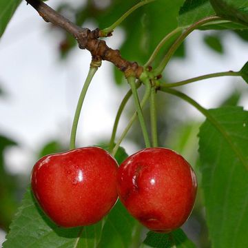 Prunus avium ssp. duracina