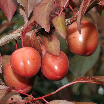 Prunus cerasifera var. atropurpurea