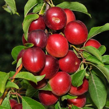 Green-leafed Purple Cherry Plum