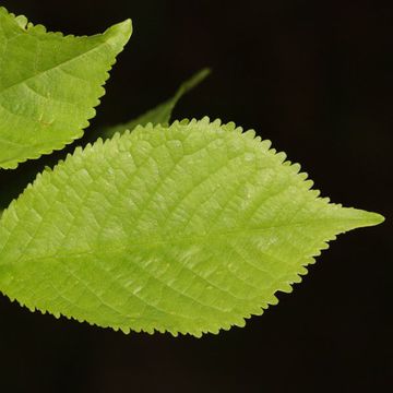 Prunus cerasus