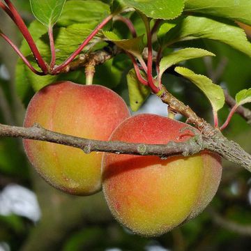 Prunus × dasycarpa