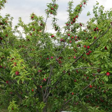 Prunus domestica