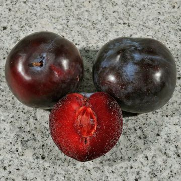 Prunus domestica "Red Beauty"