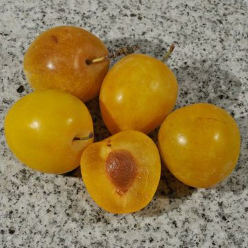 Prunus domestica "Sungold"