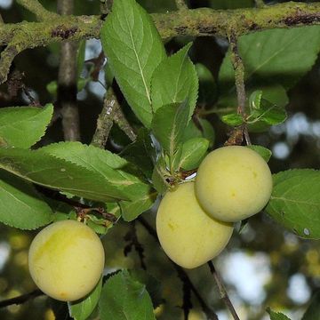 Prunus domestica ssp. syriaca